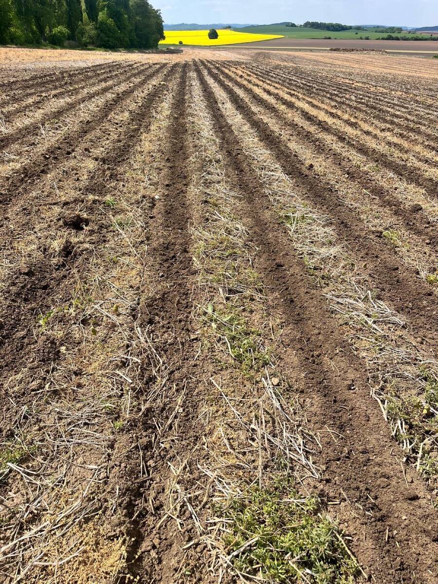 Pásy po strip-till