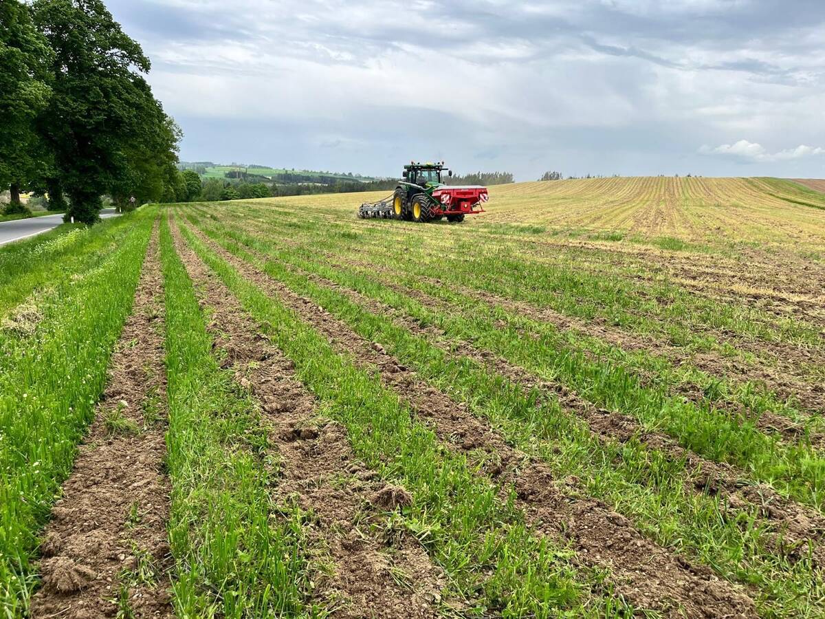 Strip-till v meziplodině