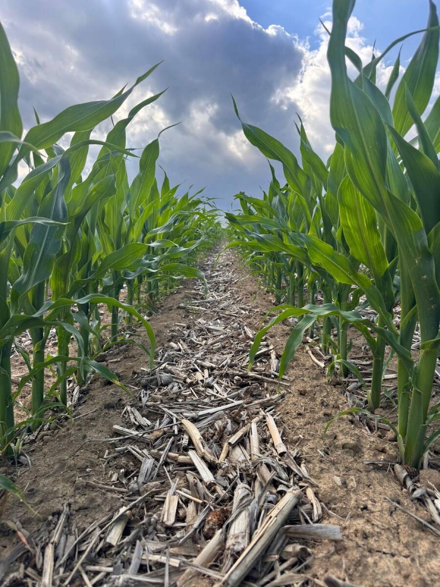 Kukuřice po strip-till